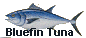 bluefin tuna