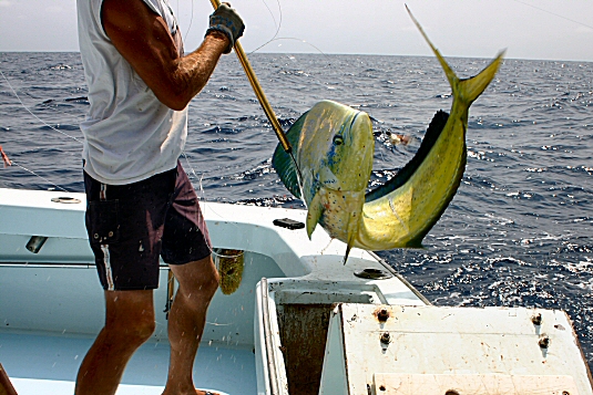 mahi mahi gaffed