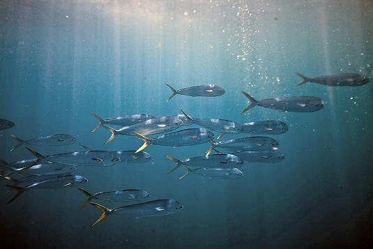 dolphin school