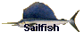 sailfish