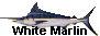 white marlin